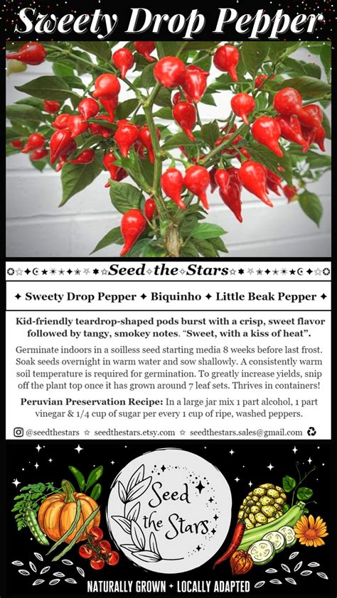 25 Sweety Drop Pepper Seeds Heirloom Red Biquinho Seeds - Etsy