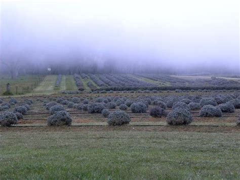 Aloomba Lavender Farm (Stanthorpe) - 2020 What to Know Before You Go ...