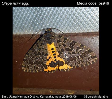 Olepa ricini | Moths