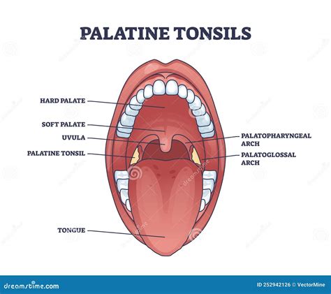 Tonsils Anatomy Diagram