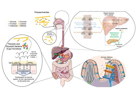 Image result for How Does Digested Food Get into Blood Absorption