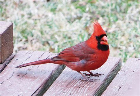 northern cardinal (state bird of north carolina) | Bird, State birds ...