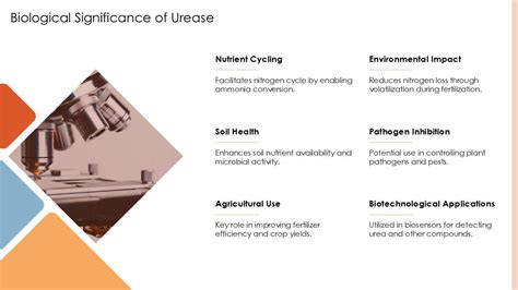 Understanding Urease Enzyme Function And Importance PPT Example ST AI PPT PowerPoint