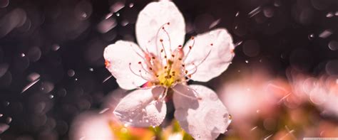 Spring Rain Desktop 的图像结果