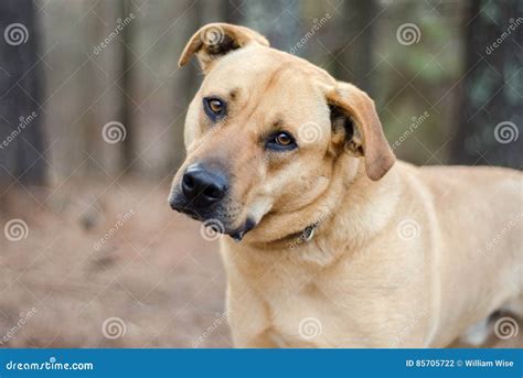 English Mastiff Lab Mix