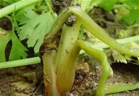 芹菜的种植时间 - 农业百科