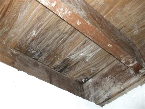 Vinegar Kill Mold On Wood at Toby Denison blog