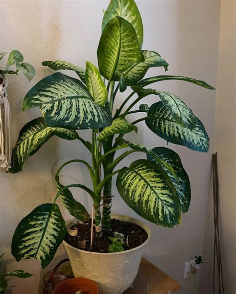 Eight Fastest-Growing Indoor Plants to Jump Start Your Collection ...