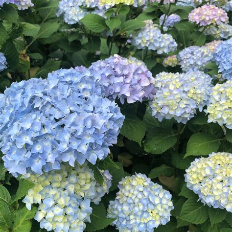 Nikko Blue Hydrangea (Hydrangea macrophylla 'Nikko Blue') — Plant and ...