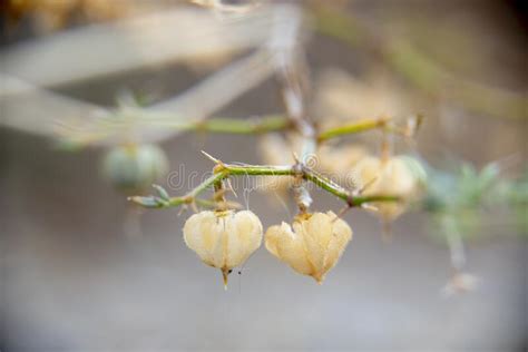 Image result for Spring Over Summer