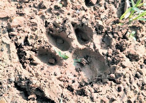 Tiger pugmarks create panic among locals in Mulugu district