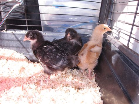 Spring Chickens 11 的图像结果