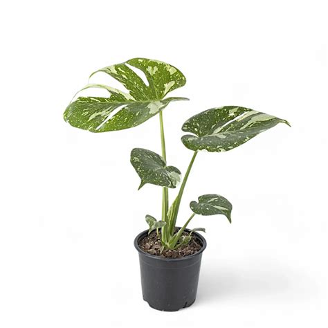 Monstera Thai Constellation Care