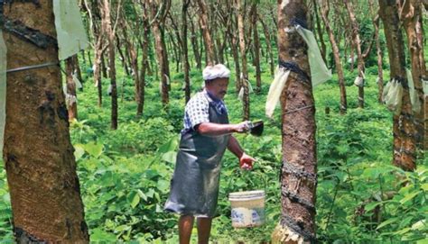 LDF govt in Kerala Hikes Rubber Subsidy Ahead of Election Schedule ...