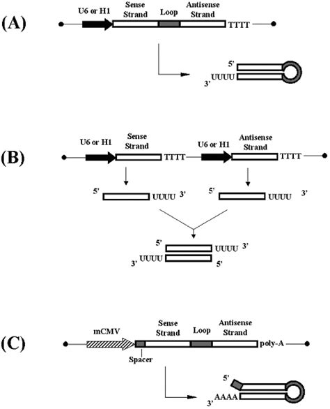 RNA Interference Diagram 的图像结果