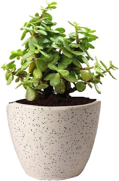 GUUCHUU JADE PLANT WITH DEW WHITE CERAMIC POT (1 POT ONLY WITH LIVE ...