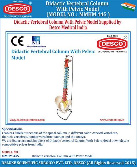 Didactic Vertebral Column With Pelvic Model | DESCO