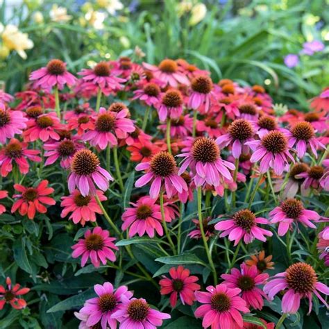 15 Colorful Echinacea Types — Plant and Bloom Design Studio