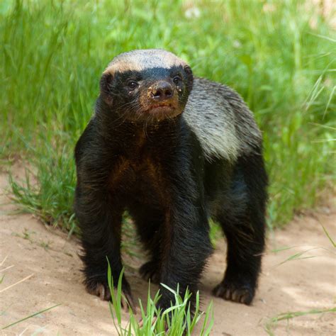 Image result for African Predators vs Predators