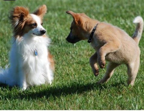 Image result for Dogs Making Humans Laugh