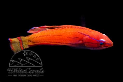 Paracheilinus mccoskeri - McCoskers Zwerglippfisch - online kaufen