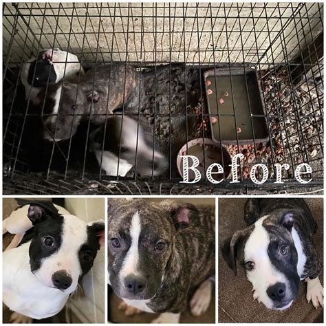 3 dogs find new homes after Lexington owner is convicted of improper ...
