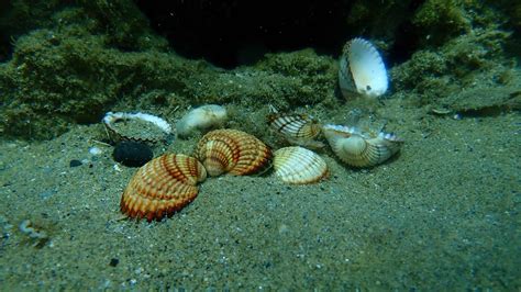 Cockle Animal Facts - A-Z Animals
