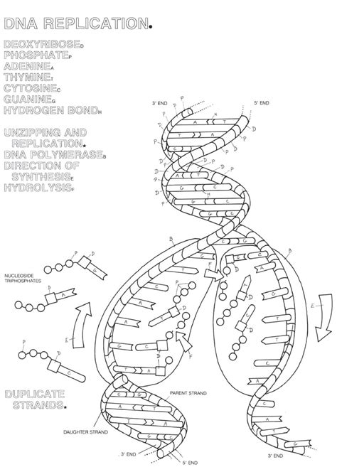 Image result for DNA Replication Lab