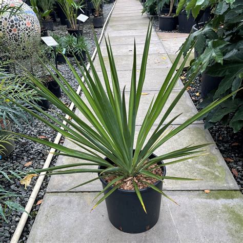 Yucca Plant Root System