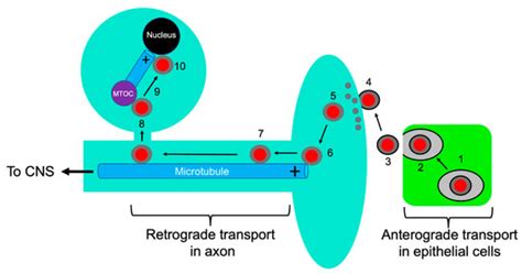 Viruses | Special Issue : Regulation and Exploitation of Microtubules ...