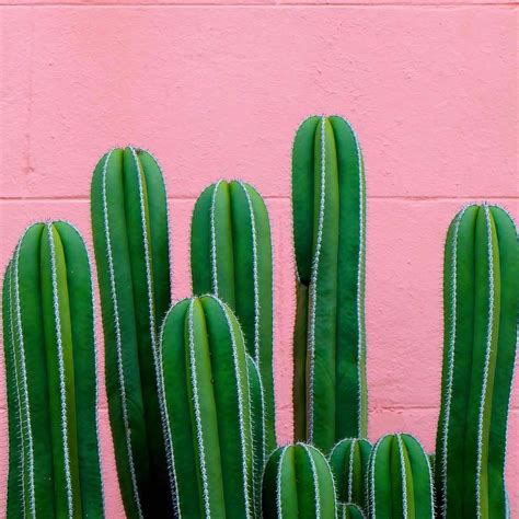 Millennial Pink Is Here to Stay | Grazia India