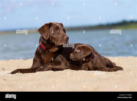Image result for 2 Labrador Retriever