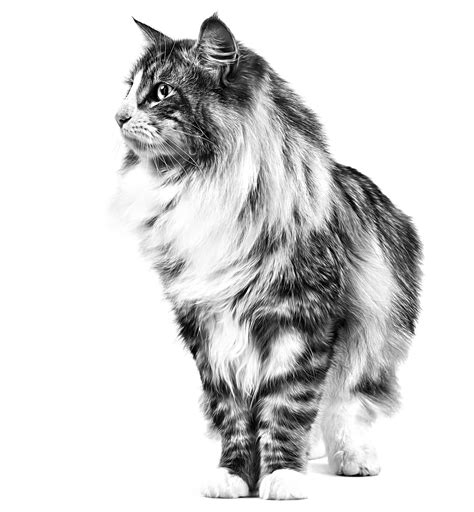 Fit 32 | Royal Canin IN