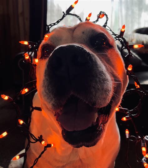 (OC) It’s this boy’s 11th birthday today! His name is Tripp : r/aww