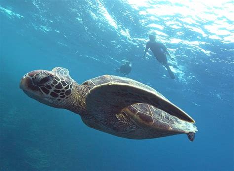 Piti Pictures - Traveller Photos of Piti, Guam - Tripadvisor