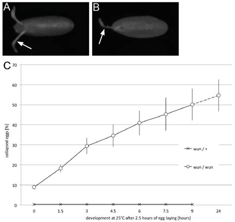 The Lipid Phosphate Phosphatase Wunen Promotes Eggshell Formation and ...