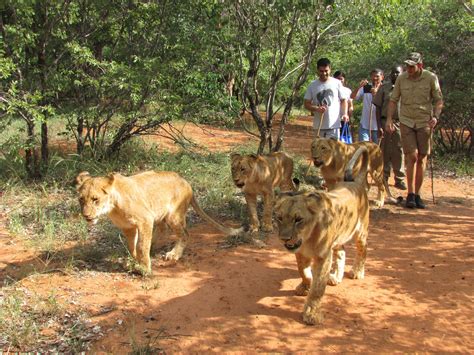 Lion Walk