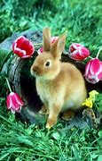 Image result for Easter Spring Baby Animals