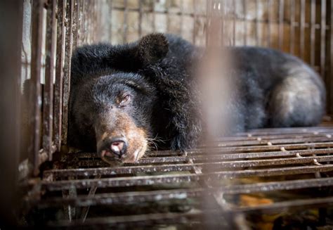 Save the Saddest Bears in Vietnam - #SaddestBears - a FOUR PAWS campaign