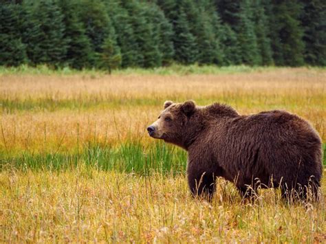 Discover the 5 Official State Animals of Montana - A-Z Animals