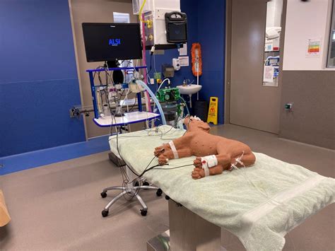 Image result for Veterinary Simulation Surgery