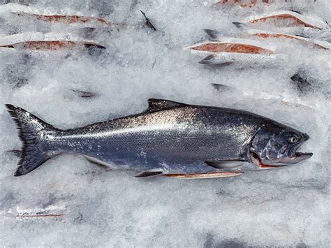Wild King Salmon - When is it in Season and Available? — Monterey Bay ...