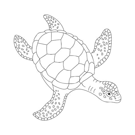 Outline Of A Turtle