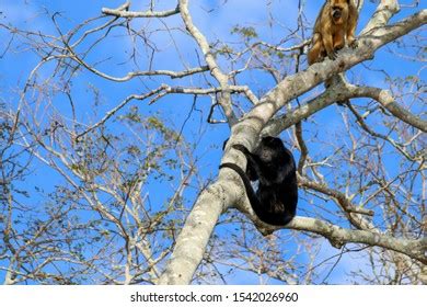 Howler Monkeys Screaming Trees Pantanal Brazil Stock Photo 1542026960 ...