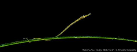 WAUPS January Meeting - The Art of Wildlife Photography, Drabble House ...