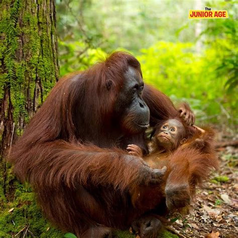 Endangered Apes & Monkeys: The 2023–2025 Survival List