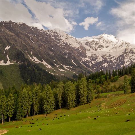 Places To See Migratory Birds In India (And The Best Time To Spot)