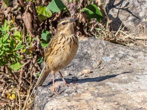 Western Ghats Endemic Birds | Bubo Birding