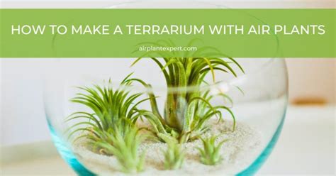 How to Mount Air Plants 的图像结果