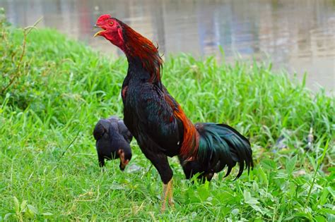 When Do Roosters Start Crowing? - Daily Chickens